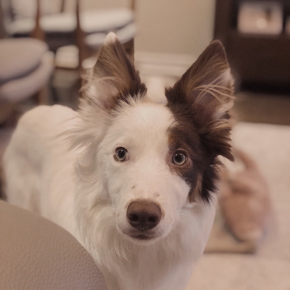 Meet your Posher, Angela - Picture 1 of 1